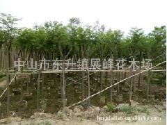 中山市東升鎮(zhèn)展峰花木場(chǎng) 綠化工程中藍(lán)花楹的優(yōu)質(zhì)供應(yīng)商選擇